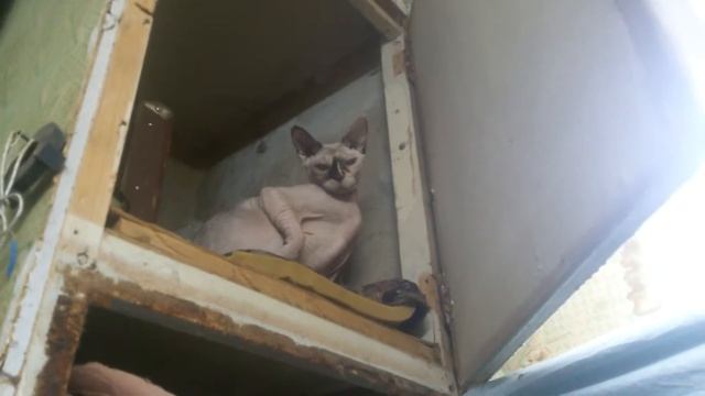 Что делать если тебя бесит кошка. смотреть онлайн