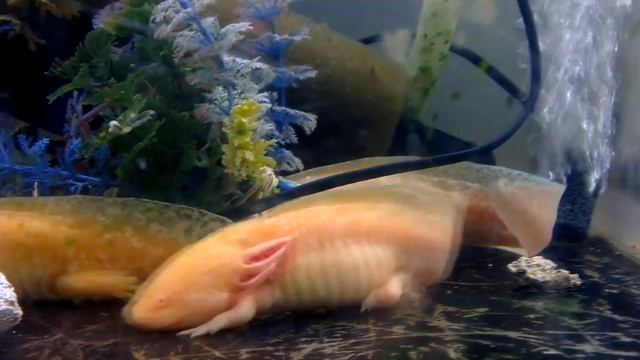 Аксолотль Содержание и лечение смотреть онлайн