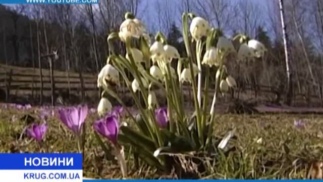 На Дерибасовской открыто торгуют краснокнижными первоцветами