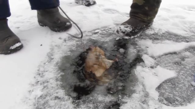 Неожиданный улов на жерлицу! ( Поклевка была мощная) Рыбалка на щуку смотреть онлайн