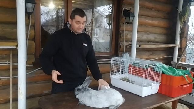 Чем отличается декоративный кролик от обычного смотреть онлайн