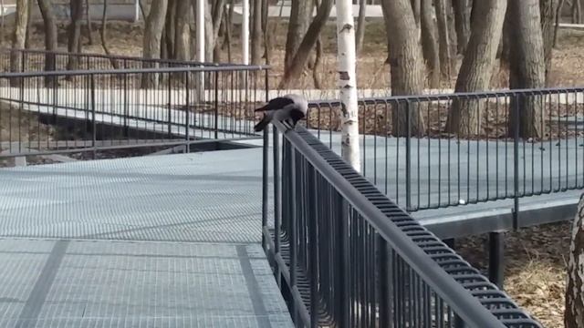 Ворон на жердочке / Crows Birds Nature смотреть онлайн