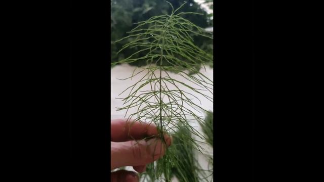 ПРАВИЛЬНЫЙ ХВОЩ. смотреть онлайн