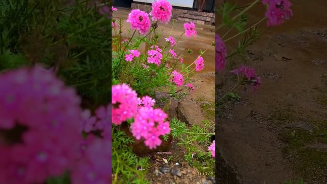 Morning#vibe#47#Beautiful#pink#flower#gardenverbena#grow#sunlight#watering#pot#tips#Pinklady#pinky🥰