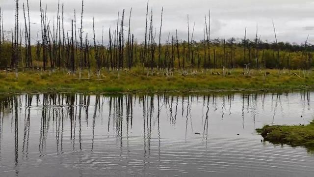 вот так нерестится кета