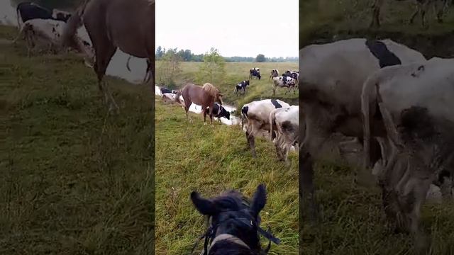 конь в разнос пошел смотреть онлайн