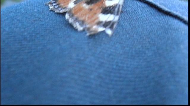 Бабочка смотреть онлайн