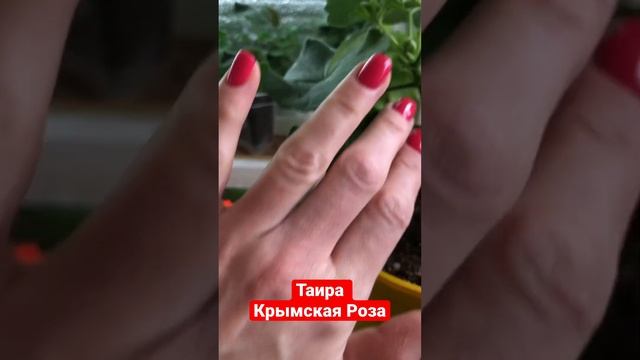 #74. Пеларгония Таира Крымская роза смотреть онлайн