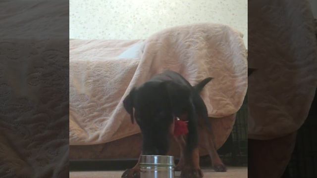 немецкий охотничий терьер, 3 месяца смотреть онлайн