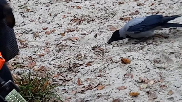 Ворона дразнит собаку смотреть онлайн