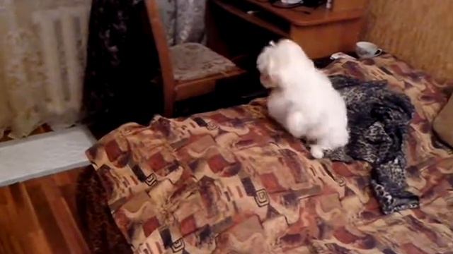 Мальтезе Тошка и сиамская Кошка смотреть онлайн