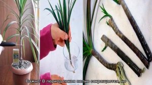 Цветок Панданус — что за комнатное растение?