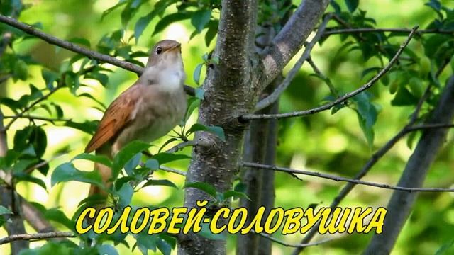 Давай уедем смотреть онлайн