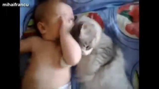 Как дружат дети, собаки и кошки. Вот где любовь и взаимопонимание! смотреть онлайн