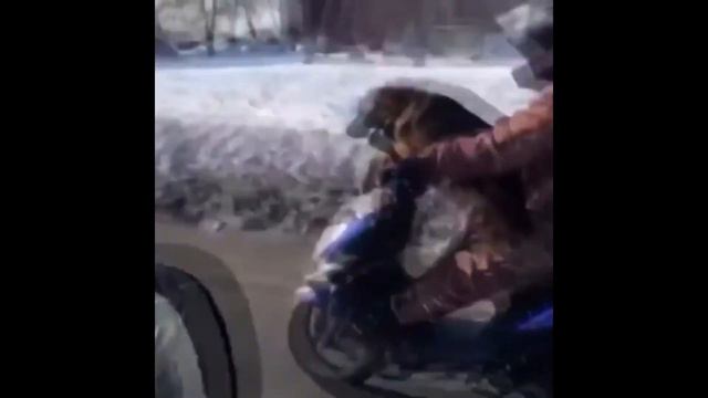 TheBruchkeyt-Собака на мопеде) смотреть онлайн
