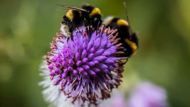 Забавные Моменты с Любимцами