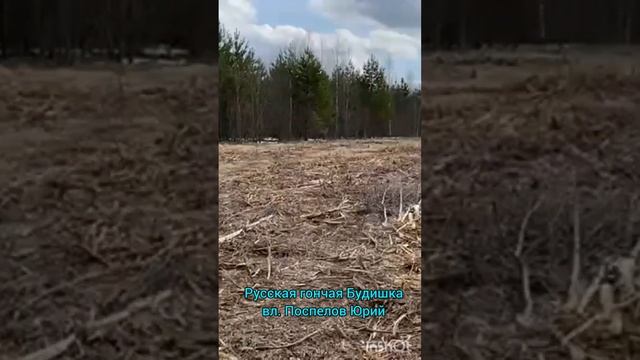 Русская гончая Будишка вл. Поспелов Юрий смотреть онлайн