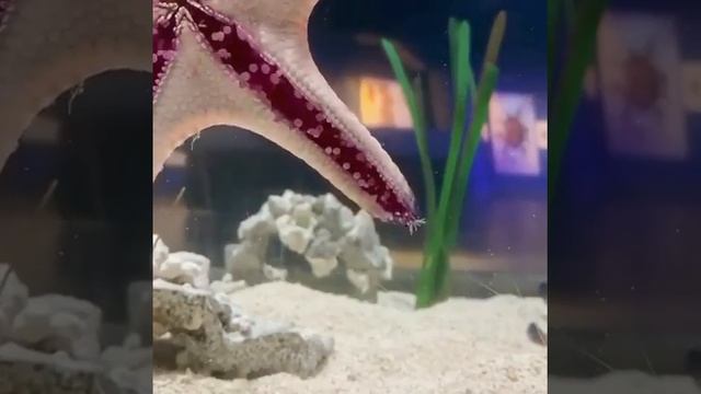 This is how starfish moves Вот так передвигаются морские звезды смотреть онлайн