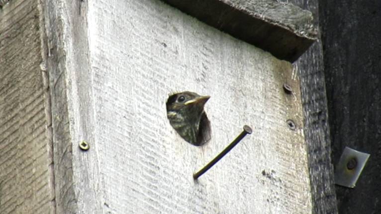 Птенец мухоловки выглядывает из летка в ожидании корма смотреть онлайн