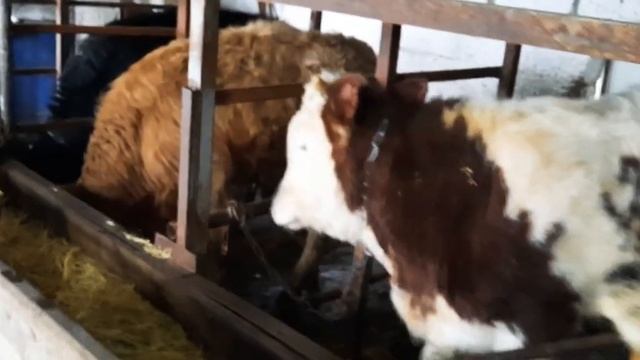 ВЕС НАШИХ БЫКОВ В 8 МЕСЯЦЕВ смотреть онлайн