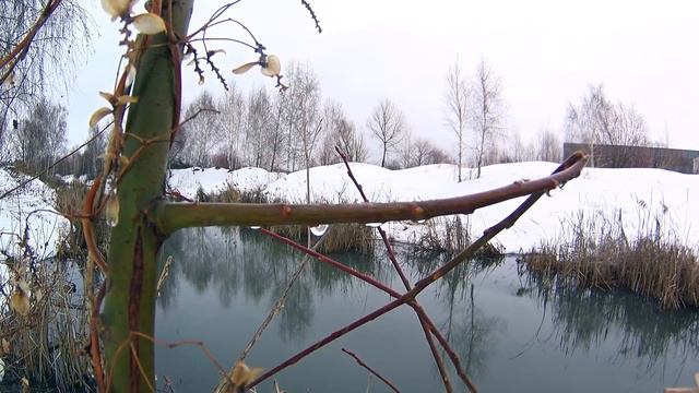Голодный карась на воблер. Спиннинговая ловля карася весной. смотреть онлайн