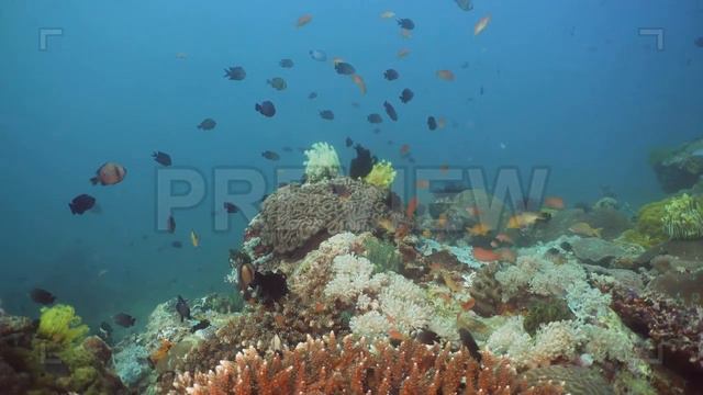 Coral Reef And Tropical Fish Stock Video смотреть онлайн