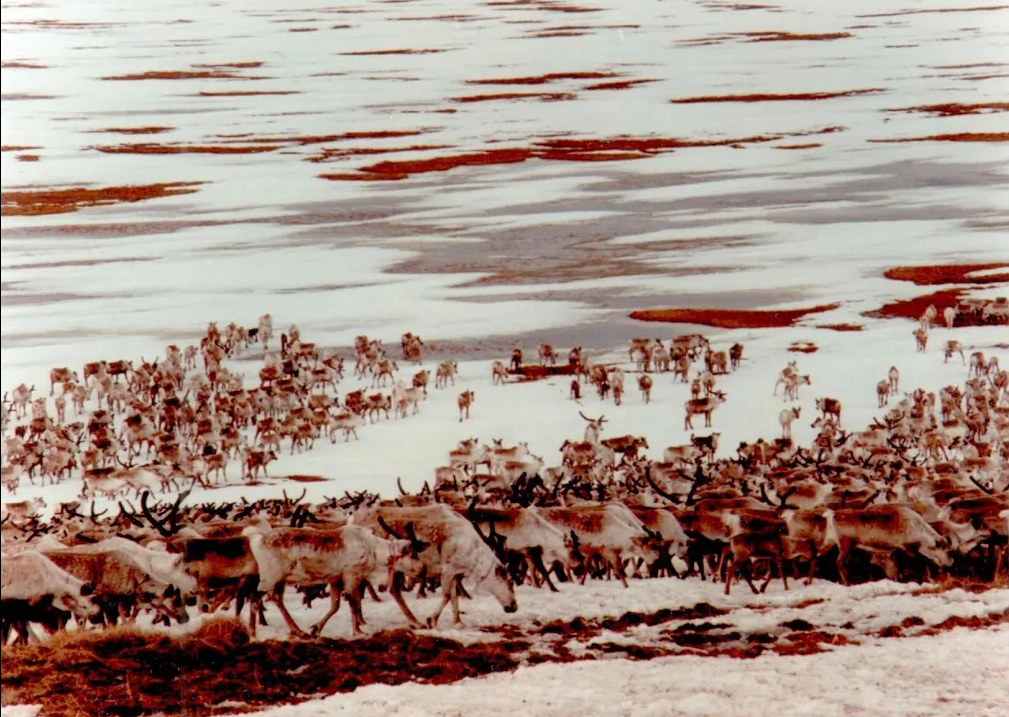 Для Арктической зоны России нужна новая Госпрограмма. смотреть онлайн