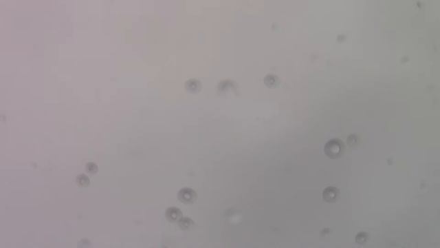 Приехал на обед что бы погонять голубей  06 11 2020  года