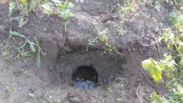 Слепыш. Секреты и способы борьбы.