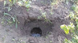 Слепыш. Секреты и способы борьбы.