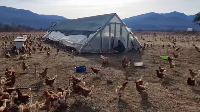 1000 кур и Россельхознадзор Москва результат поездки смотреть онлайн