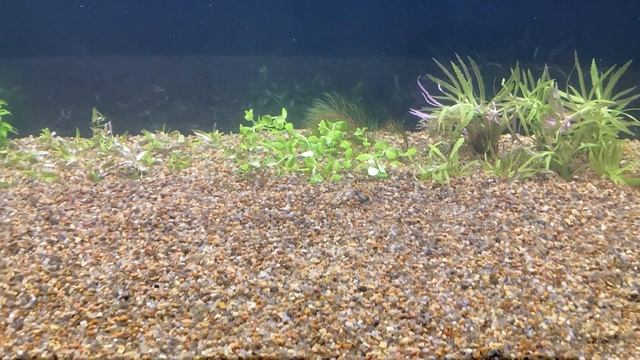 Запуск аквариума с нуля, как я это делаю. смотреть онлайн