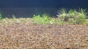 Запуск аквариума с нуля, как я это делаю.