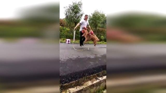 Cute dogs jump rope with owner in the park смотреть онлайн