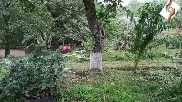 Пора грецких орехов!#Чечня. смотреть онлайн
