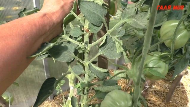 100 пудов и Пузата хата Самые урожайные томаты