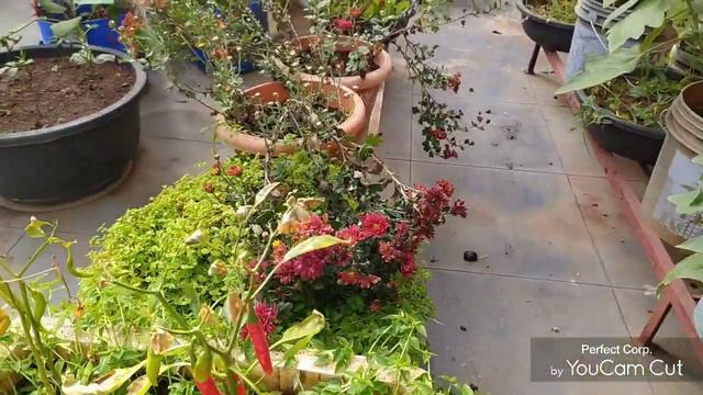 ఈ రోజు video లో మిస్ అయినా tertilevine బుట్ట, మీకు ఇది చూపించాలని అనుకున్నాను. смотреть онлайн