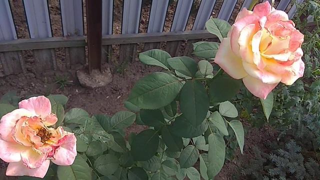 Сегодня,27августа 2021г.День рождения Владимира Полетаева/Судите пристально и строго... смотреть онлайн