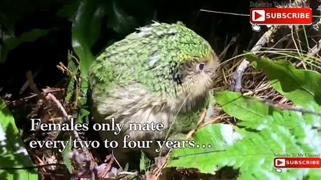 Worls's Biggest Parrot Kakapo //Kakapo: Flightless Parrot