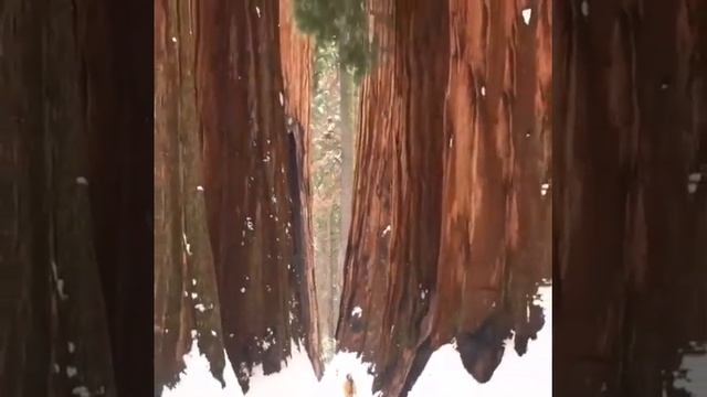 Удивительное в мире. Деревья гиганты смотреть онлайн