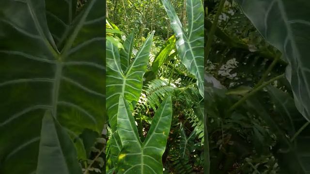 Alocasia Longiloba