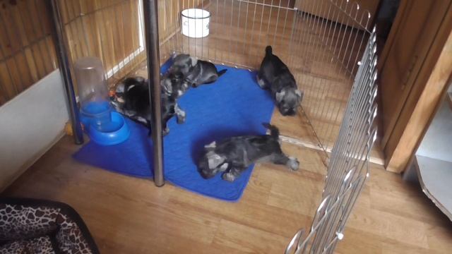 Щенки Цвергшнауцера перец с солью смотреть онлайн