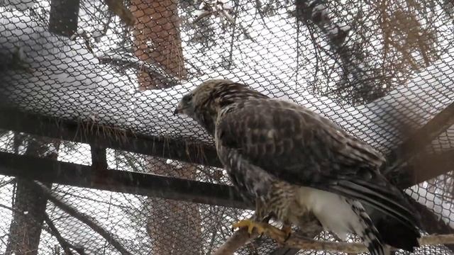 Канюки мохноногие красиво перекликаются 23.12.2020 смотреть онлайн