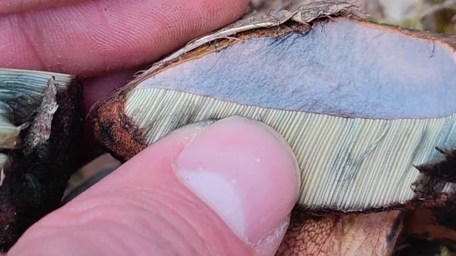 Características del boleto cetrino, Boletus luridus. смотреть онлайн