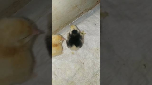 цыплятки кохенхины смотреть онлайн