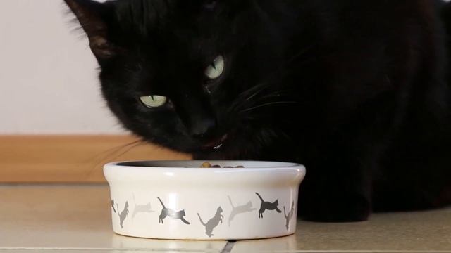 Зачем кошке усы? смотреть онлайн