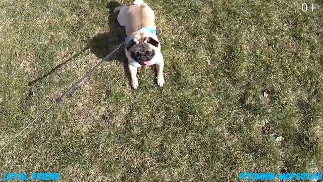 Любимые Мопсы. Питомник мопсов Loyal Friend. Вязка.