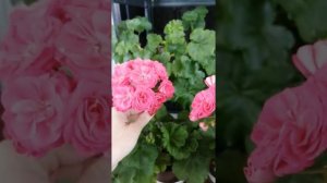 Пеларгония Сурвивор идолс Розалинда.