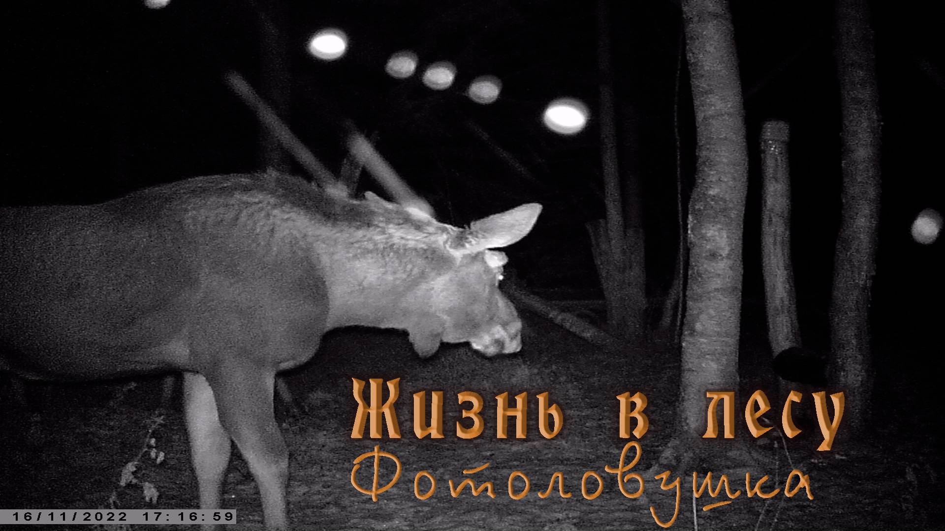 Молодой лось с лосихой на солонце. смотреть онлайн