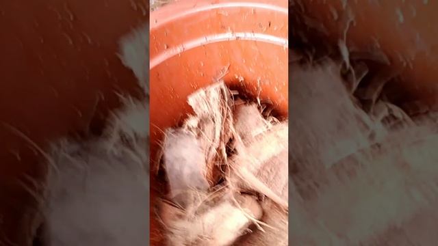 Black Dragon Anthurium Foliage Treatment. (based on my experience) смотреть онлайн